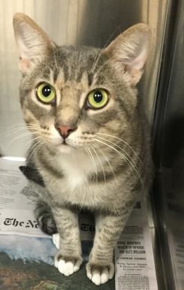 Yoshi — Aggieland Humane Society